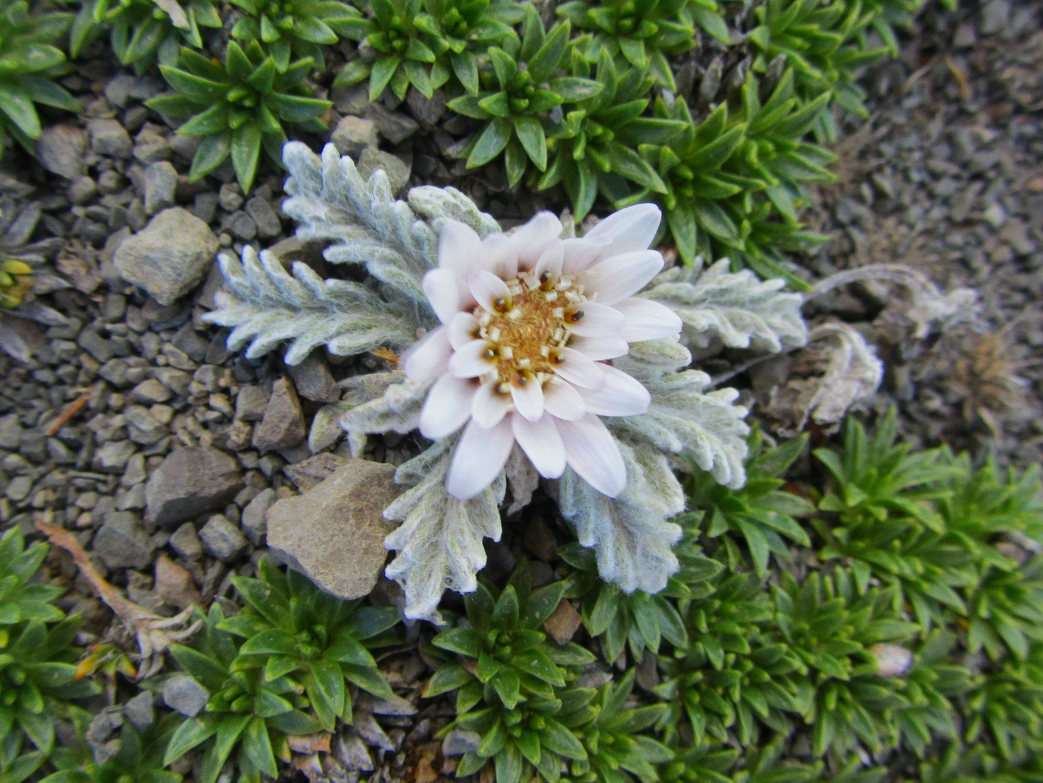 Other beautiful flower on Cerro de los Cristales